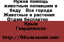 Нужна помощь животным попавшим в беду - Все города Животные и растения » Отдам бесплатно   . Крым,Гвардейское